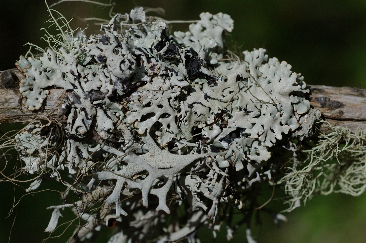 Hypogymnia Physodes hypogymnia-physodes